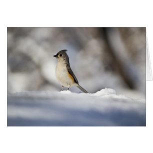 Little Snow Bird