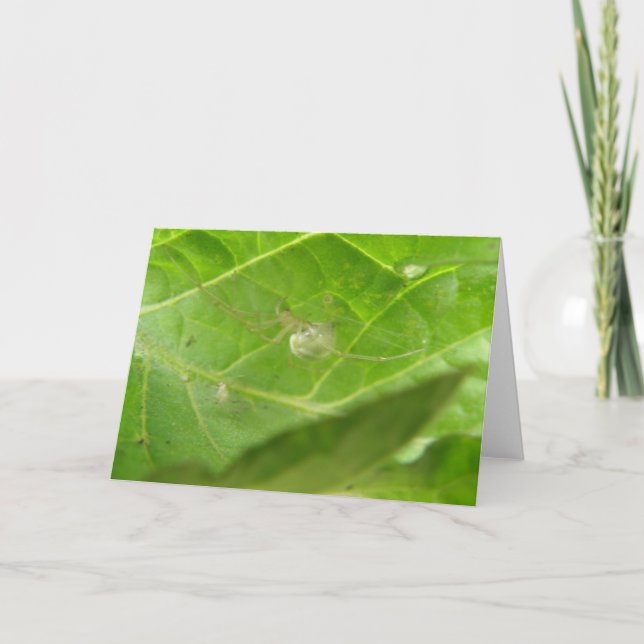 Little Spider Greeting Card (Front)