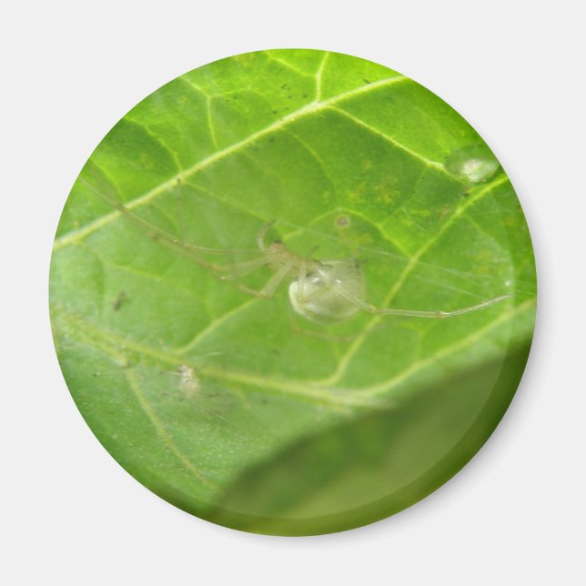 Little Spider Magnet (Front)