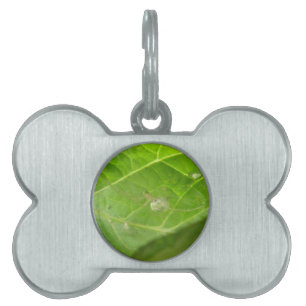 Little Spider Pet Tag
