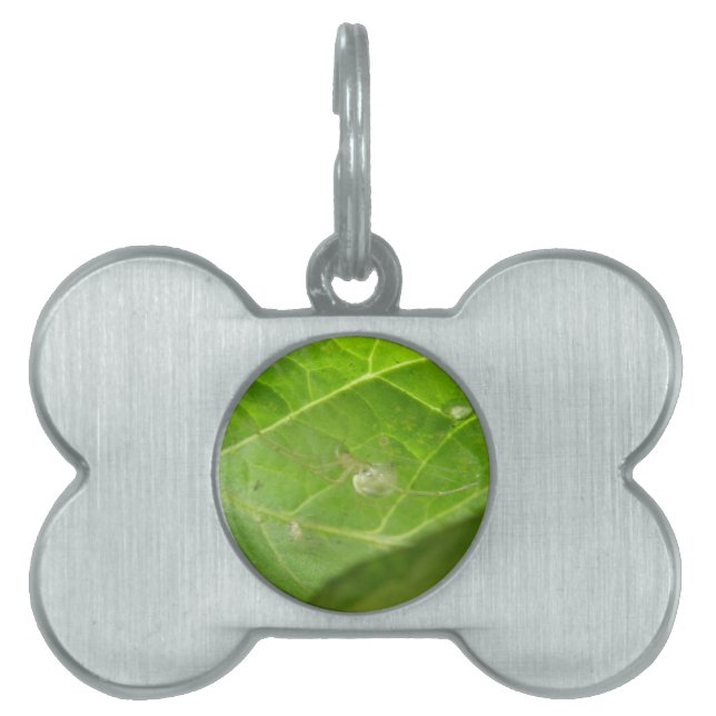 Little Spider Pet Tag (Front)