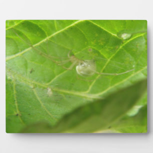 Little Spider Plaque