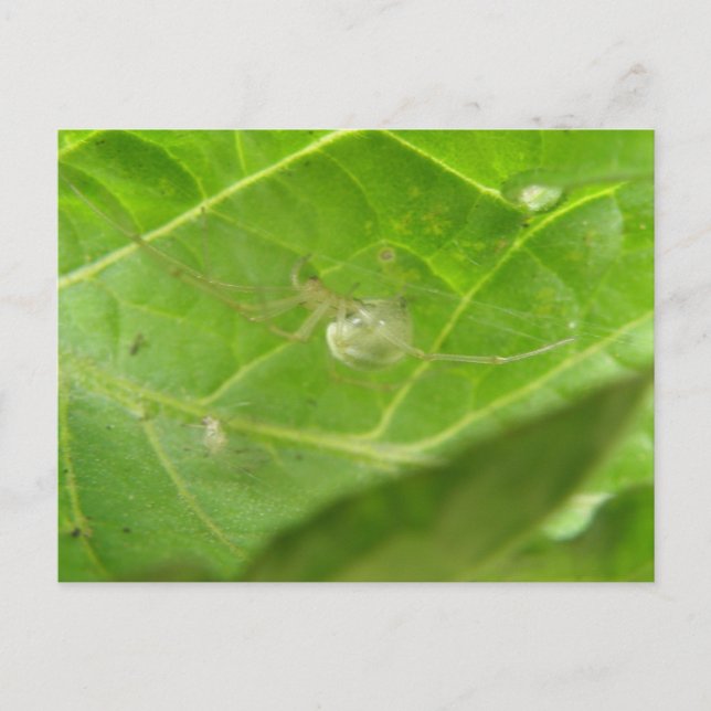 Little Spider Postcard (Front)