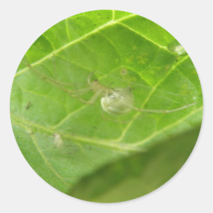 Little Spider Stickers