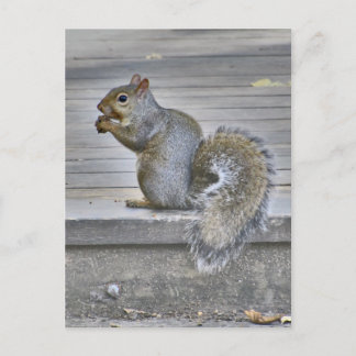 Little Squirrel Eat While You Can Postcard