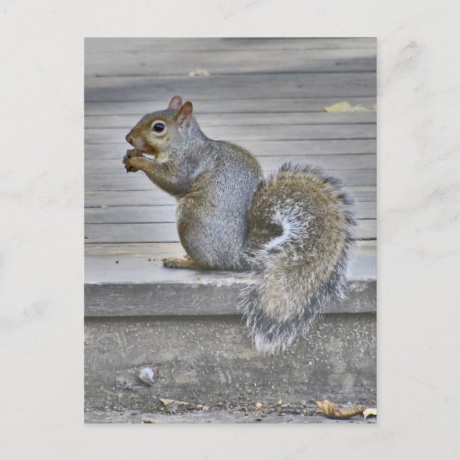 Little Squirrel Eat While You Can Postcard (Front)