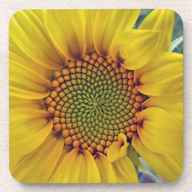 Little Sunflower Coaster (Front)