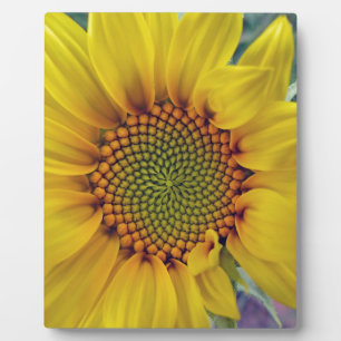 Little Sunflower Plaque