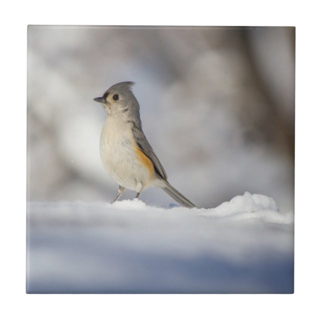 Little Tufted Titmouse in Snow Tile (Front)