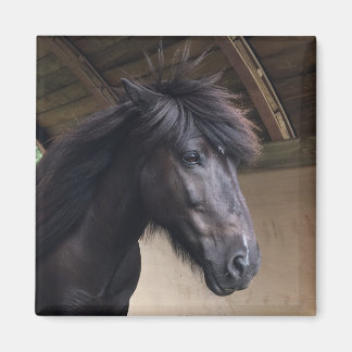 Little Viking Horse Noble Head Magnet