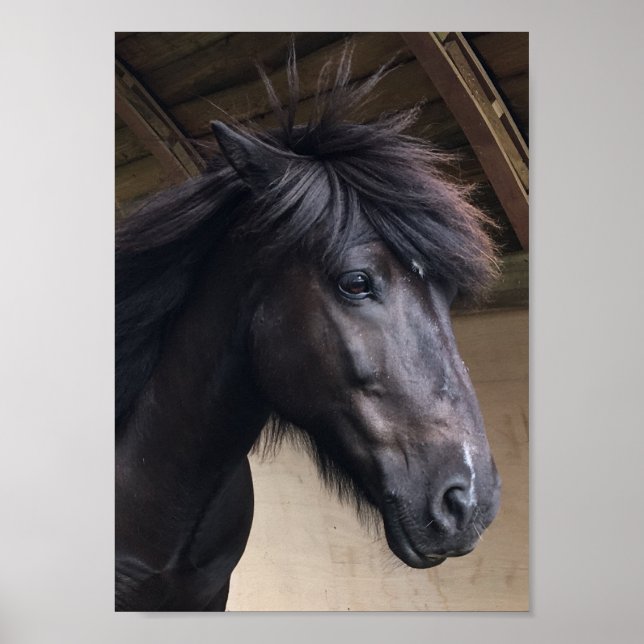 Little Viking Horse - Noble Head Poster (Front)