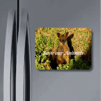 Little Wallaby
