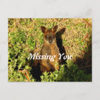 Little Wallaby
