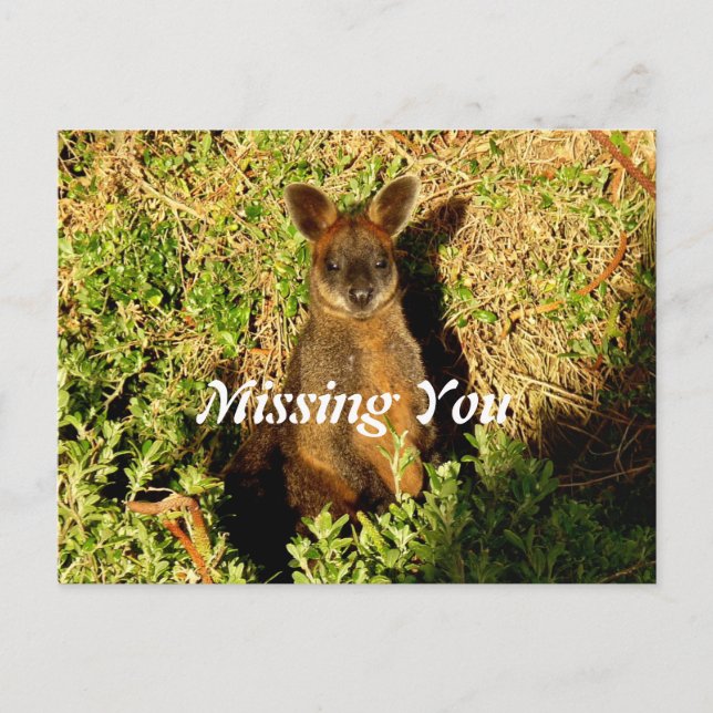 Little Wallaby Postcard (Front)