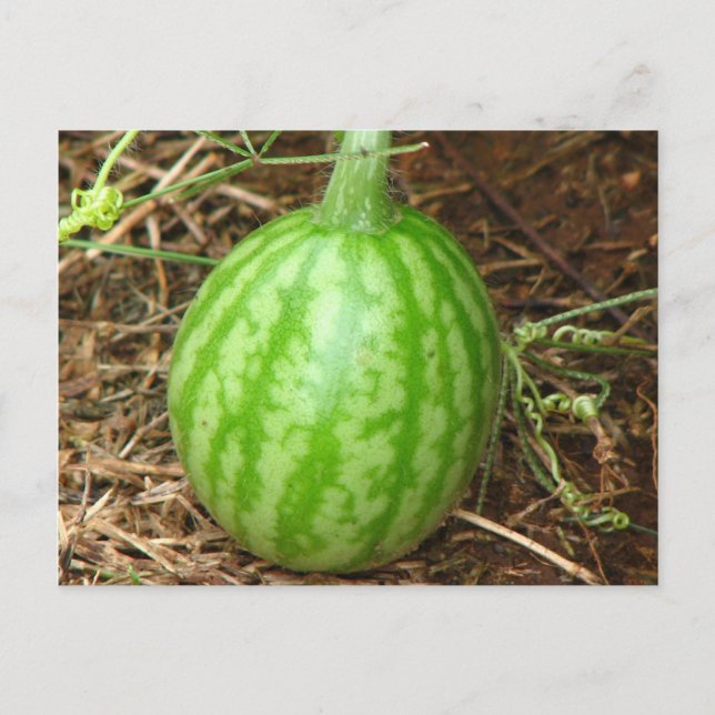 Little Watermelon Postcard (Front)