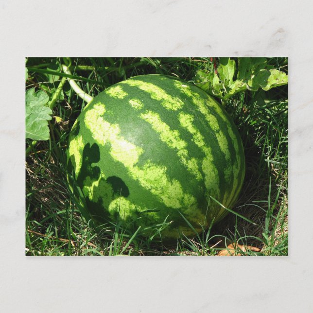 Little Watermelon Postcard (Front)