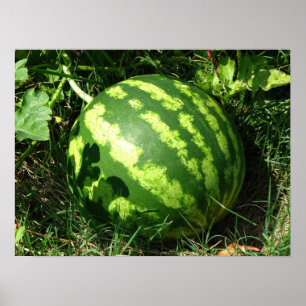 Little Watermelon Poster