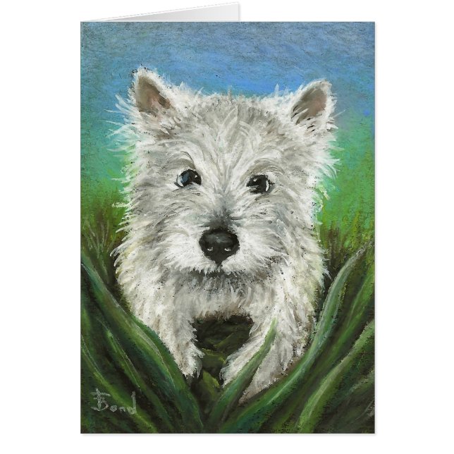 Little Westie playing in the grass (Front)
