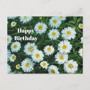 Little White Daisies Floral Photo Birthday Postcard