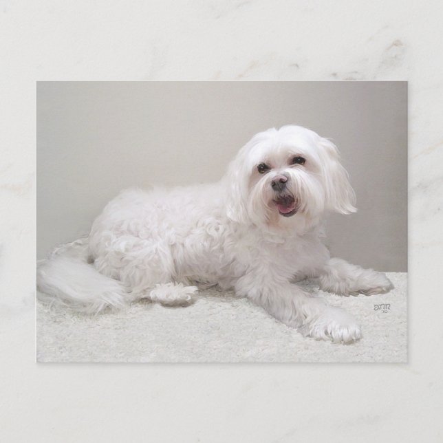 Little White Dog (Maltese) Rescue Postcard (Front)