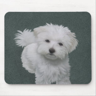 Little white dog pet portrait Mouse Pad