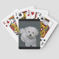 Little white dog pet portrait