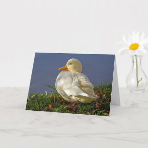 Little White Duck Card