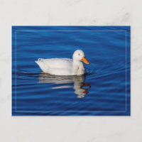 Little White Duck In Rippled Water