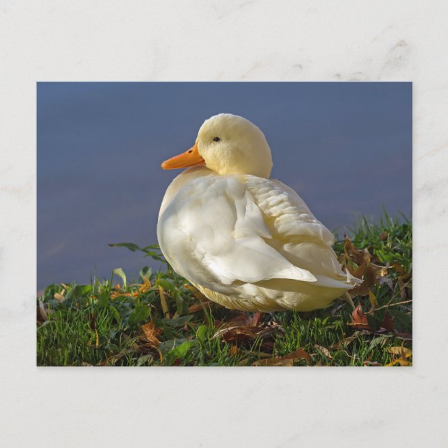Little White Duck Postcard (Front)