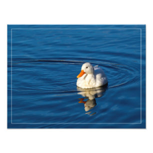 Little White Duck Reflections Photo Print