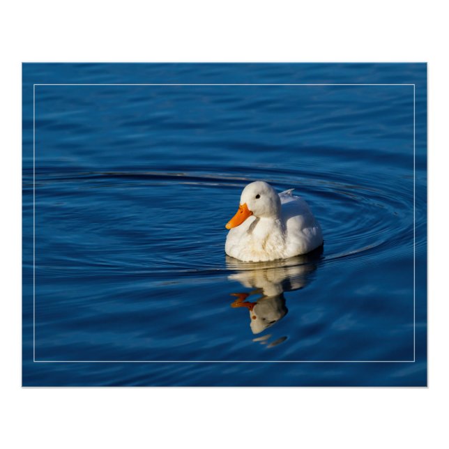 Little White Duck Reflections Poster (Front)