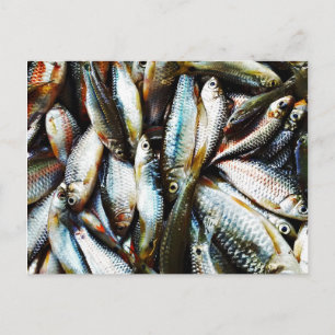 Little White Fish Postcard