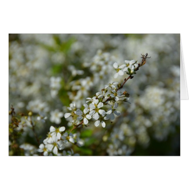 Little White Flowers (Front Horizontal)
