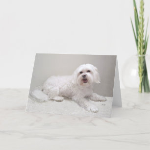 Little White Havanese Card