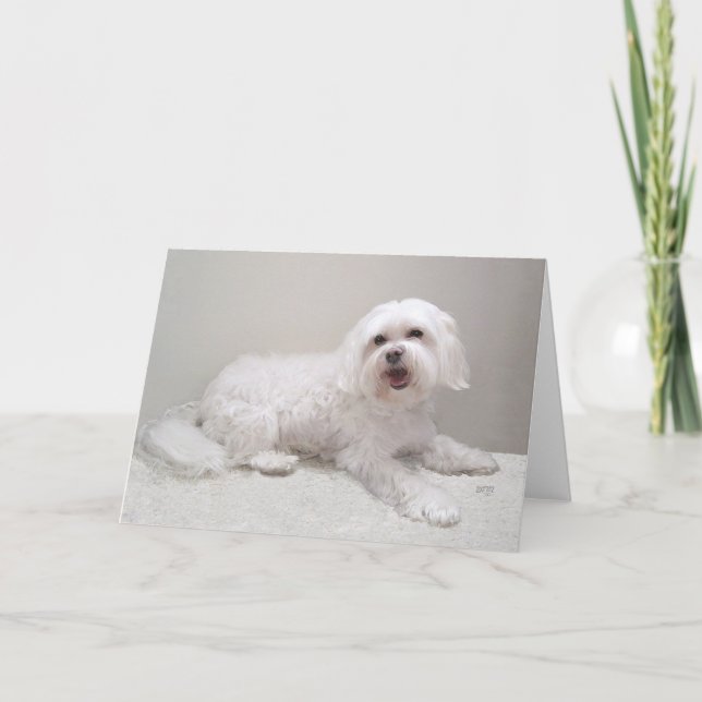 Little White Havanese Card (Front)