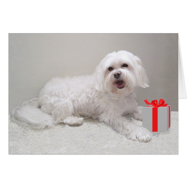 Little White Havanese with Present (Front Horizontal)