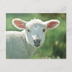 Little White Lamb Postcard