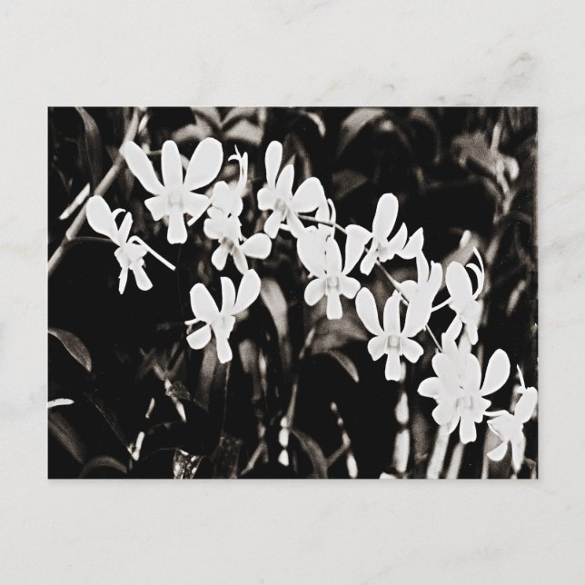Little White Orchids Postcard (Front)