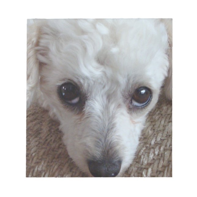 Little White Teacup Poodle Dog Notepad (Front)