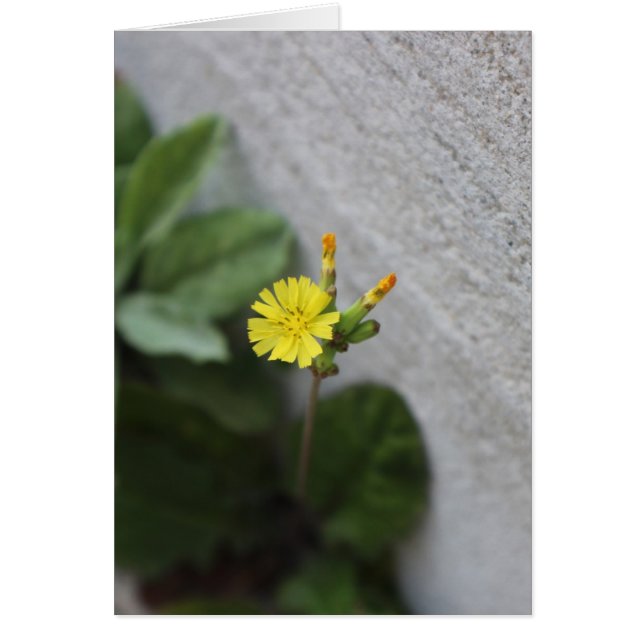 Little Yellow Flower (Front)