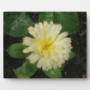 Little Yellow Marigold Plaque