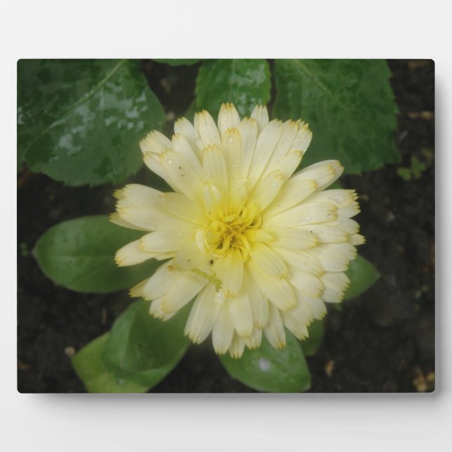 Little Yellow Marigold Plaque (Front)