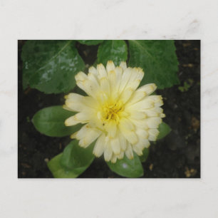 Little Yellow Marigold Postcard