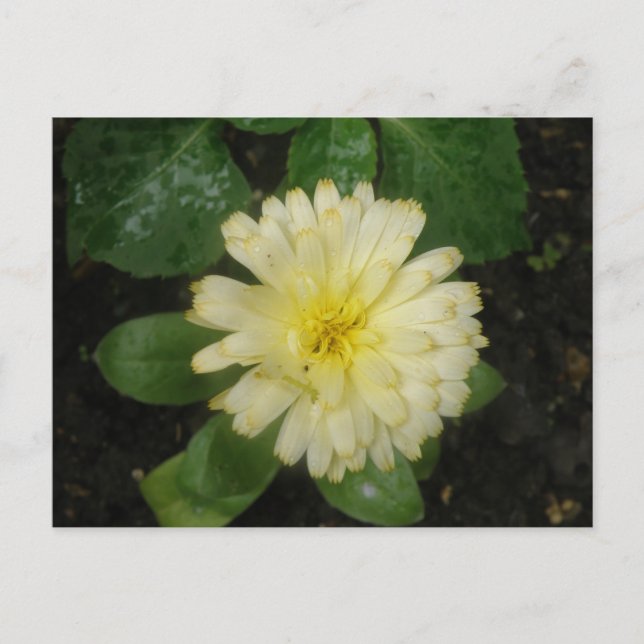 Little Yellow Marigold Postcard (Front)