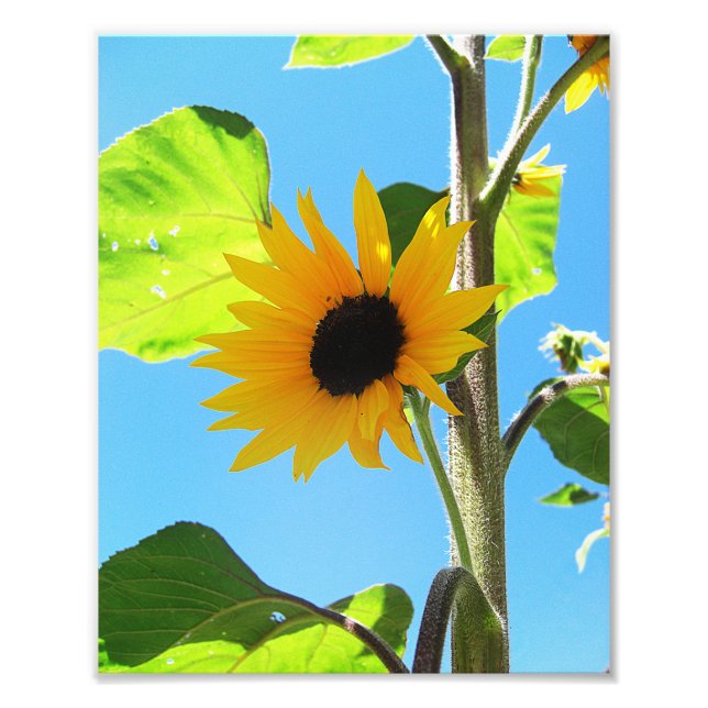 Little Yellow Sunflower 8x10 Photo Print (Front)