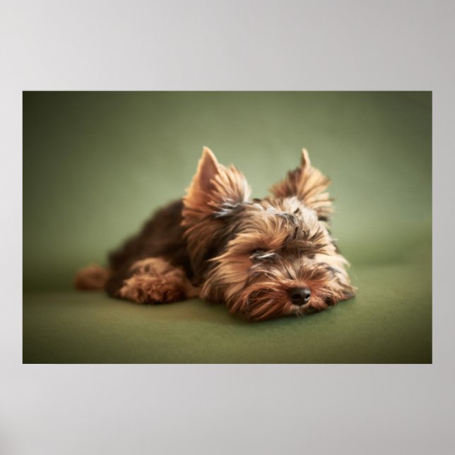 Little Yorkie Poster (Front)