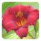Little Zinger - Daylily Square Sticker