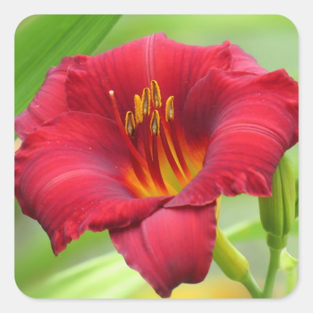 Little Zinger - Daylily Square Sticker (Front)