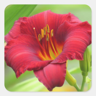 Little Zinger - Daylily Square Sticker