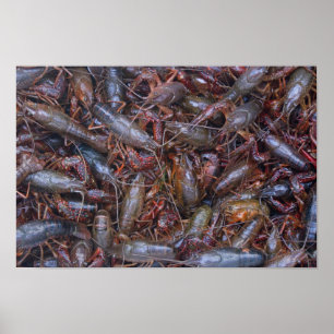 live crawfish poster